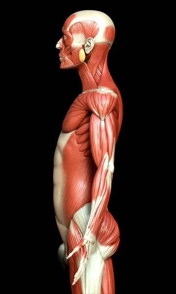 3D对男性肌肉系统进行了精确的医学描述 — 图库照片