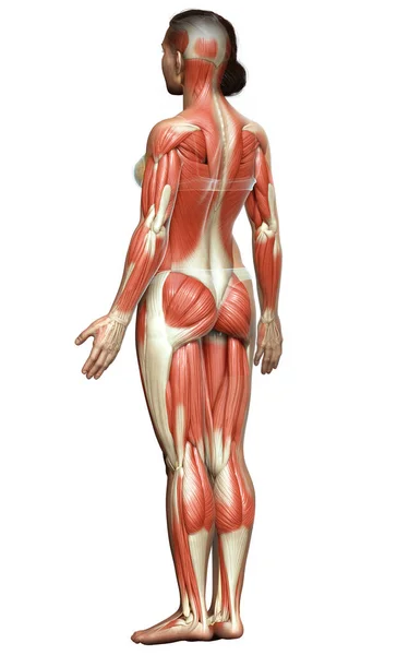  Anatomy of female muscular system back view Poster