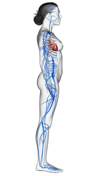 Renderowane Medycznie Dokładna Ilustracja Kobiecej Anatomii Żył — Zdjęcie stockowe