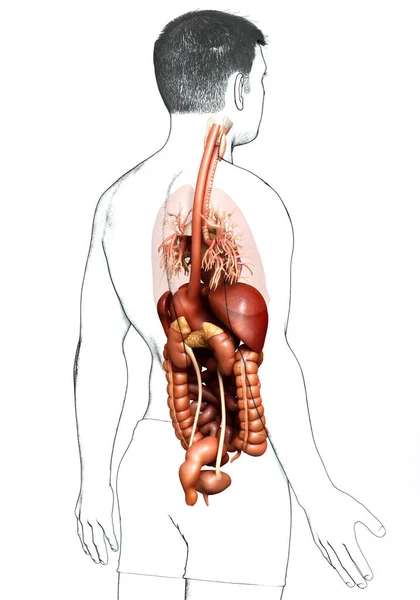 의학적으로 정확하게 안치소를 — 스톡 사진