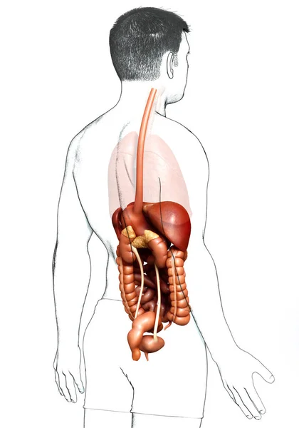 3D对男性消化系统进行了准确的医学描述 — 图库照片