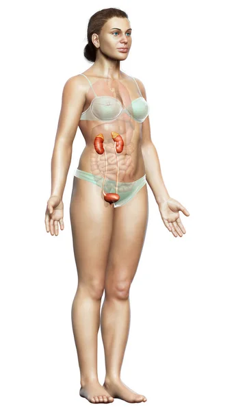 Renderad Medicinskt Korrekt Illustration Kvinnliga Njurar — Stockfoto