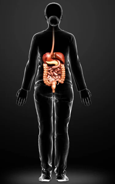 Renderizado Ilustración Médicamente Precisa Del Sistema Digestivo Femenino — Foto de Stock