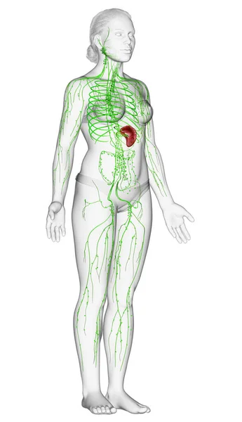 Ilustrarea Corectă Din Punct Vedere Medical Unui Sistem Limfatic Feminin — Fotografie, imagine de stoc