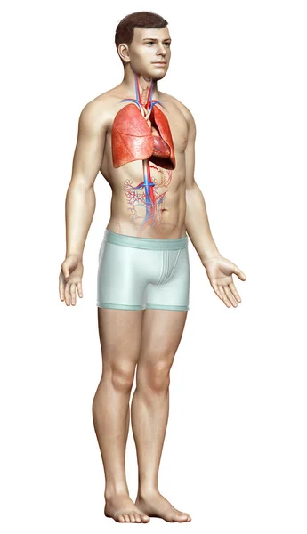 Renderad Medicinskt Korrekt Illustration Manlig Lunganatomi — Stockfoto