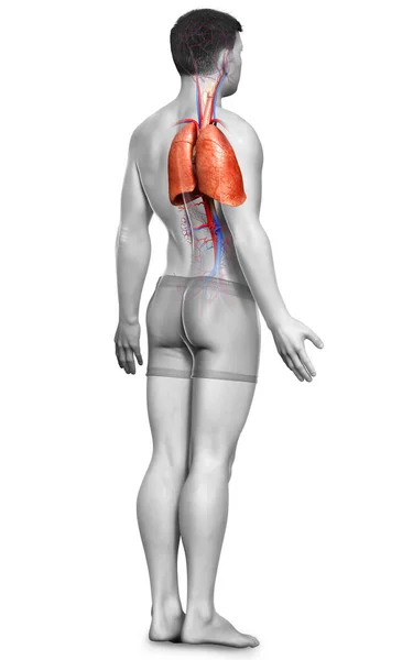 Erkek Akciğer Anatomisinin Boyutlu Tıbben Doğru Bir Örneği — Stok fotoğraf