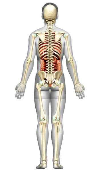 Gerenderte Medizinisch Korrekte Darstellung Der Männlichen Inneren Organe Und Des — Stockfoto