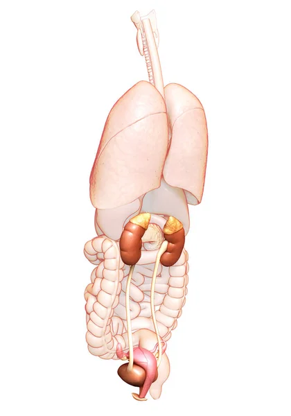 3D对女性肾脏和泌尿系统进行了精确的医学描述 — 图库照片