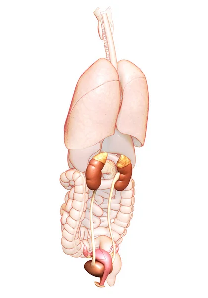 Renderizado Ilustração Medicamente Precisa Dos Rins Femininos Sistema Urinário — Fotografia de Stock