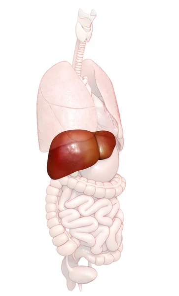 Renderizado Ilustración Médicamente Precisa Anatomía Hepática — Foto de Stock