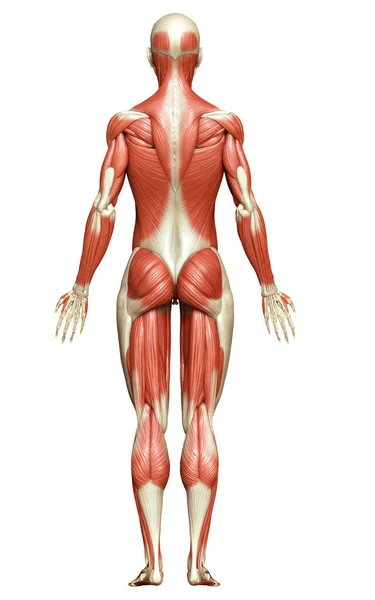 3Dは女性の筋肉システムの医学的に正確なイラストをレンダリングしました ロイヤリティフリーのストック写真