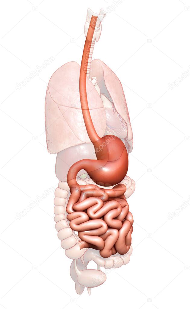 3d rendered, medically accurate illustration of stomach and small intestine