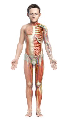 3D, tıbbi olarak erkek anatomisini doğruluyor.