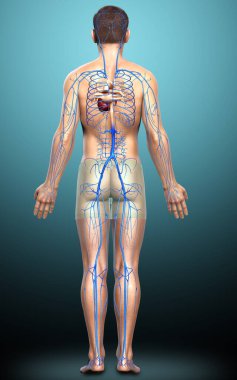 3D, erkek damar anatomisini tıbben doğru gösteriyor.