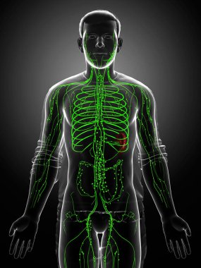3D, erkek lenf sisteminin tıbben doğru bir çizimi.