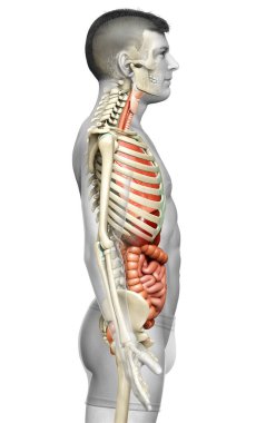 3D, erkek iç organlarının ve iskelet sisteminin tıbben doğru çizimi.