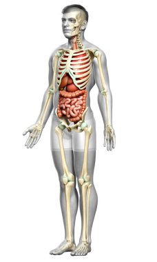 3D, erkek iç organlarının ve iskelet sisteminin tıbben doğru çizimi.
