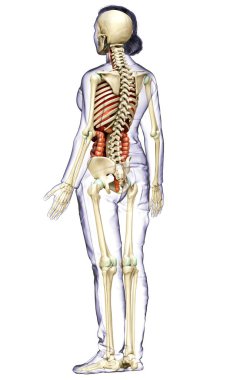 3D, kadın iç organlarının ve iskelet sisteminin tıbben doğru bir gösterimi.