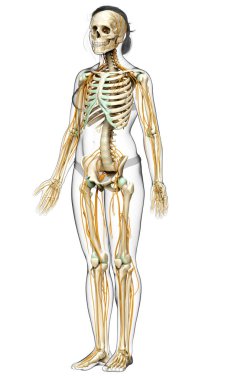 3D, bir kadın sinir sisteminin ve iskelet sisteminin tıbbi olarak doğru bir gösterimi.