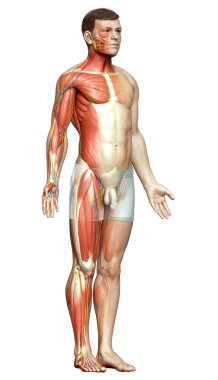 3D, erkek kas sisteminin tıbben doğru bir gösterimi.
