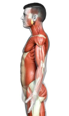 3D, erkek kas sisteminin tıbben doğru bir gösterimi.