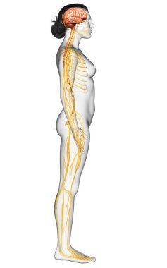 3D, tıbbi olarak bir kadın sinir sisteminin doğru bir örneği.