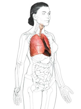 3 boyutlu, tıbbi olarak kadın akciğer anatomisini gösteriyor.