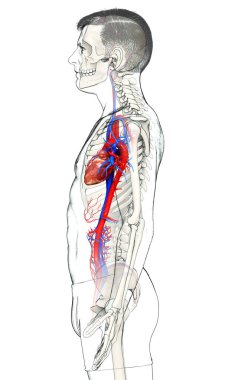 3D, tıbbi olarak erkek kalbinin doğru bir gösterimi.