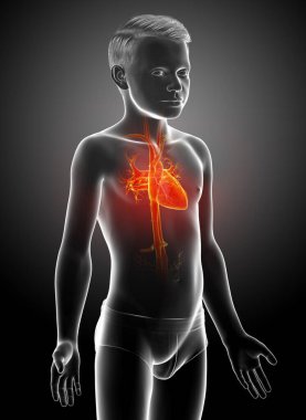 3D, vurgulanmış turuncu çocuk kalp anatomisinin tıbben doğru bir çizimi.