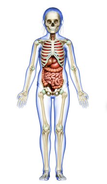 3D, kızın iç organlarının ve iskelet sisteminin tıbben doğru bir çizimi.