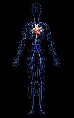3D, damarların tıbben doğru çizimi.