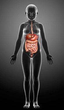 3D, genç kızın sindirim sisteminin tıbben doğru bir örneğidir.