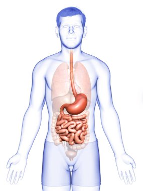 Erkek midesi ve ince bağırsağının 3 boyutlu, tıbben doğru bir çizimi.