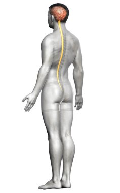 3D, bir erkek beyninin tıbben doğru bir gösterimi.