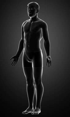 Erkek vücudunun 3D çizimi