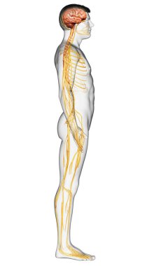 3D, bir erkek sinir sisteminin tıbbi olarak doğru bir gösterimi.