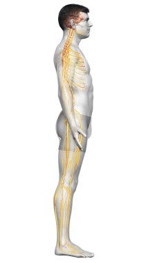 3D, bir erkek sinir sisteminin tıbbi olarak doğru bir gösterimi.