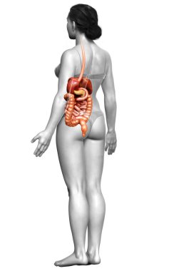 3D, kadınların sindirim sisteminin tıbben doğru bir gösterimi.