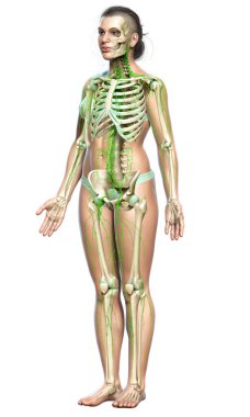 3D, tıbbi olarak bir kadın lenf sisteminin doğru bir çizimi.