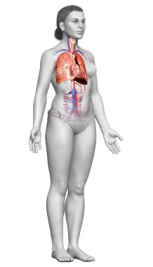 3 boyutlu, tıbbi olarak kadın akciğer anatomisini gösteriyor.