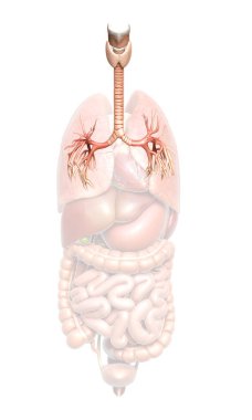 3D illustration of Larynx Trachea Bronchi Part of Respiratory System clipart