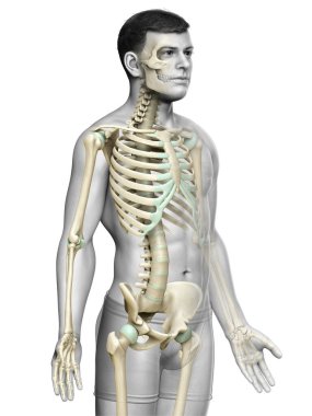 3D üretilmiş, tıbben doğru bir erkek iskelet sistemi.