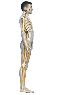 3D, sinir sistemi ve iskelet sisteminin tıbbi olarak doğru bir gösterimi.