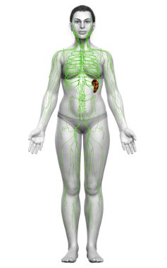 3D, tıbbi olarak bir kadın lenf sisteminin doğru bir çizimi.