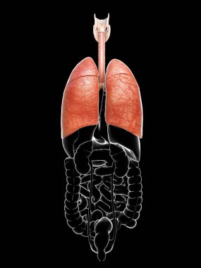 3 boyutlu, tıbbi olarak kadın akciğer anatomisini gösteriyor.