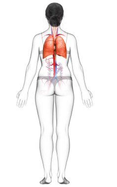 3 boyutlu, tıbbi olarak kadın akciğer anatomisini gösteriyor.