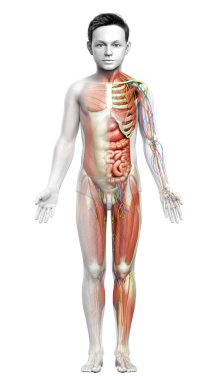 3D, tıbbi olarak erkek anatomisini doğruluyor.