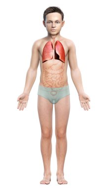 3D, tıbbi olarak genç bir çocuğun akciğer anatomisini gösteriyor.