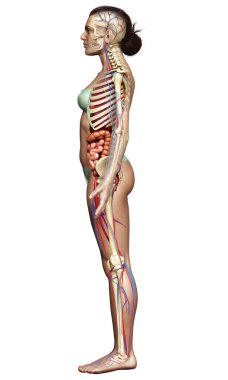 3D, kadın iç organlarının, iskeletinin ve dolaşım sisteminin tıbben doğru bir çizimi.