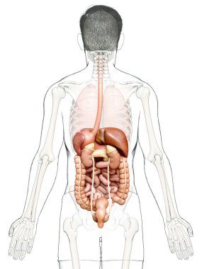 3D, erkek sindirim sisteminin tıbben doğru bir gösterimi.